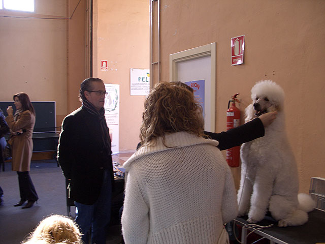 Bulldogs franceses, ingleses, pastores alemanes, caniches, as hasta 45 razas diferentes se han disputado el I Concurso Canino de Santomera celebrado en el Pabelln Multiuso durante el fin de semana - 3