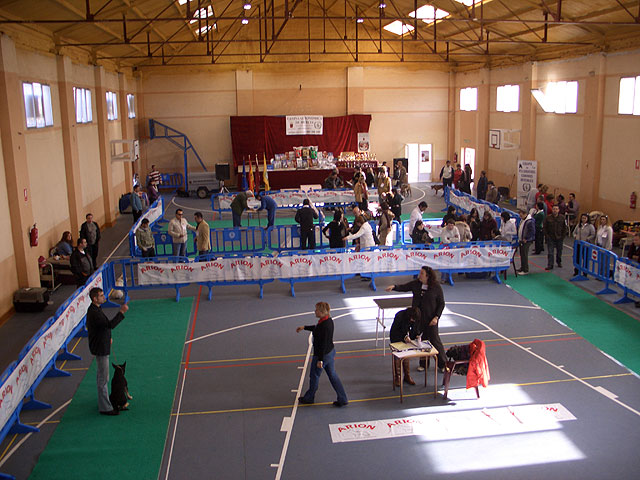Bulldogs franceses, ingleses, pastores alemanes, caniches, as hasta 45 razas diferentes se han disputado el I Concurso Canino de Santomera celebrado en el Pabelln Multiuso durante el fin de semana - 4
