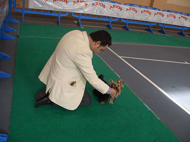 Bulldogs franceses, ingleses, pastores alemanes, caniches, as hasta 45 razas diferentes se han disputado el I Concurso Canino de Santomera celebrado en el Pabelln Multiuso durante el fin de semana - 5