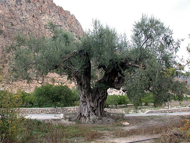 La ‘Olivera Gorda’ de Ricote recibe un premio en el concurso estatal ‘Árbol y Bosque del Año’ - 1, Foto 1