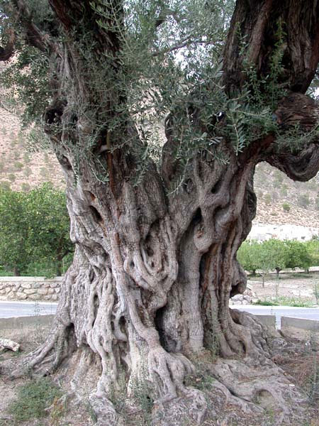La ‘Olivera Gorda’ de Ricote recibe un premio en el concurso estatal ‘Árbol y Bosque del Año’ - 2, Foto 2