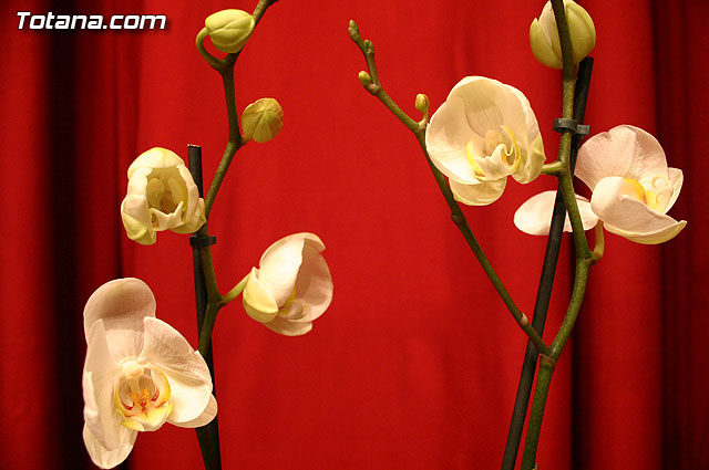 El escritor totanero Juan Ruiz Garca presenta el libro 