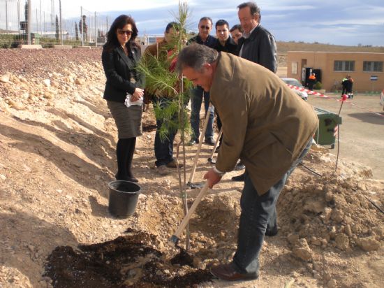 Hacen un llamamiento a aquellas personas que todavía posean árboles de Navidad, Foto 1