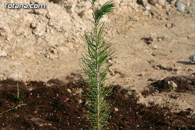 Los alumnos de las Escuelas Municipales Deportivas forestan la Ciudad Deportiva “Sierra Espuña” - 24