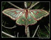 Expertos de la Universidad de Valencia alertan de que la contaminacin lumnica perjudica gravemente a los insectos