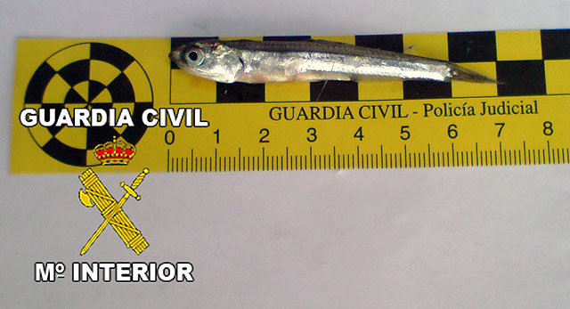 La Guardia Civil decomisa 120 kilos de “pezqueñines” en el puerto pesquero de San Pedro del Pinatar - 1, Foto 1