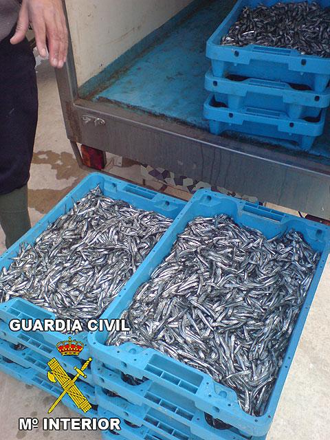 La Guardia Civil decomisa 120 kilos de “pezqueñines” en el puerto pesquero de San Pedro del Pinatar - 2, Foto 2