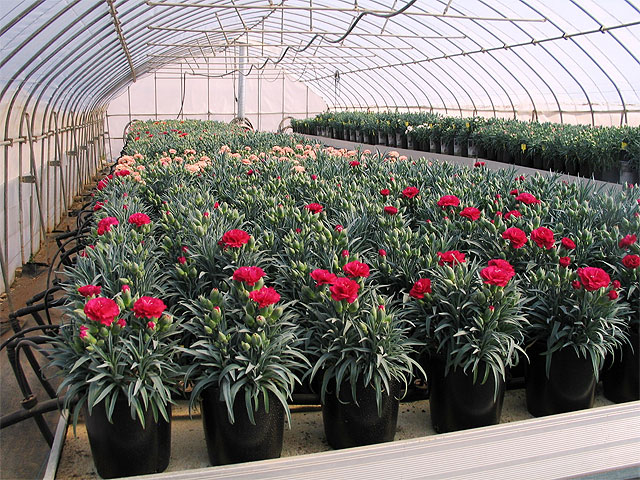 Agricultura investiga nuevos sustratos alternativos para el cultivo de plantas ornamentales en maceta - 1, Foto 1