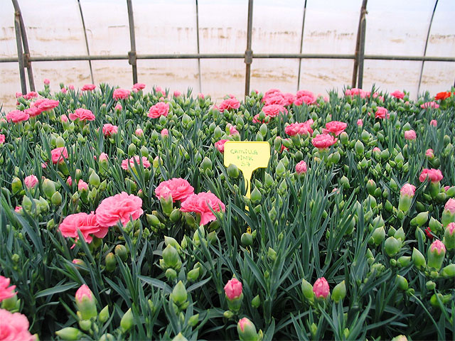 Agricultura investiga nuevos sustratos alternativos para el cultivo de plantas ornamentales en maceta - 2, Foto 2