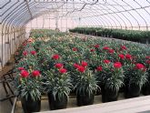 Agricultura investiga nuevos sustratos alternativos para el cultivo de plantas ornamentales en maceta