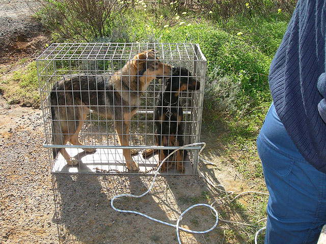 El CATAD rescata dos perros con vida de un pozo minero en El Gorguel - 4, Foto 4