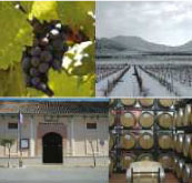 Las guías ‘Peñín’ y ‘365 vinos al año’ reconocen la calidad de los vinos de Bodegas Silvano García