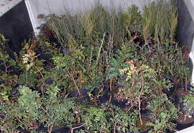 Plantas autóctonas para las depuradoras - 1, Foto 1