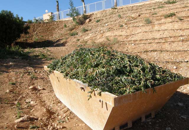 Plantas autóctonas para las depuradoras - 2, Foto 2