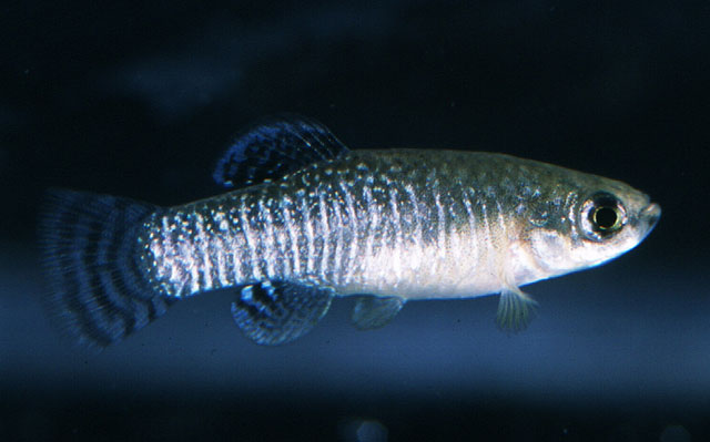 Agricultura destaca el xito de la reintroduccin del pez fartet en las Salinas del Rasall - 1