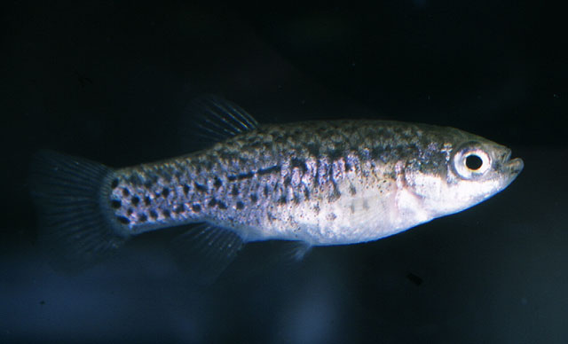 Agricultura destaca el xito de la reintroduccin del pez fartet en las Salinas del Rasall - 2