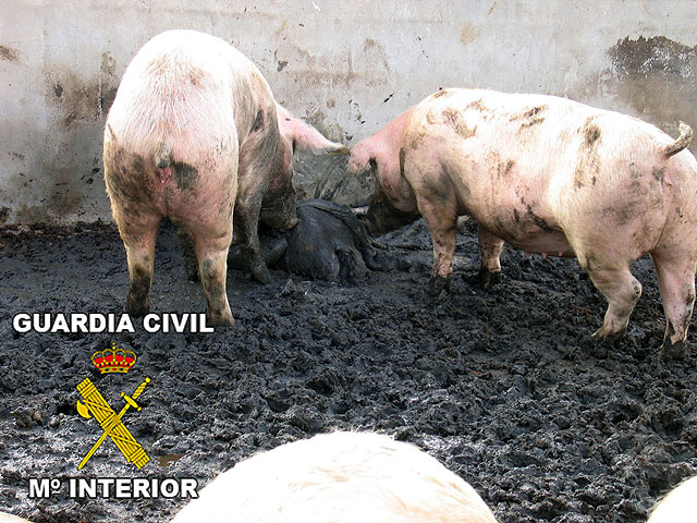 Juventudes Socialistas de Totana denuncian el cruel maltrato animal que se llevó a cabo en una granja de Totana, en la denominada Operación LECHÓN, Foto 2