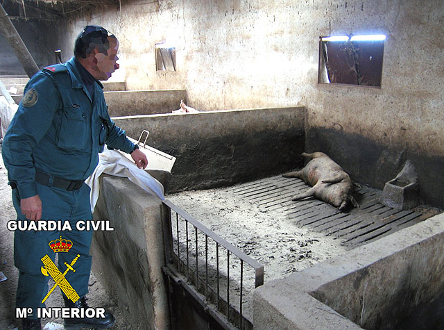 IU en Totana exige que los servicios veterinarios y los responsables políticos den una explicación sobre la granja de cerdos intervenida por el SEPRONA, Foto 3