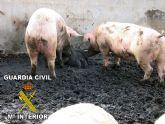 IU en Totana exige que los servicios veterinarios y los responsables políticos den una explicación sobre la granja de cerdos intervenida por el SEPRONA