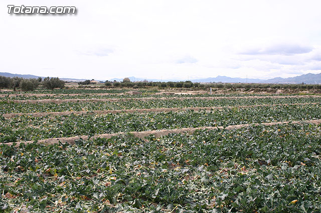 La Confederacin Hidrogrfica del Segura limpia y adecua la mota del ro Guadalentn - 1