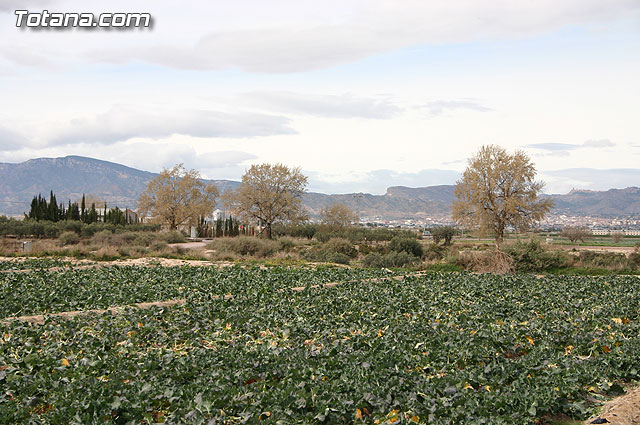 La Confederacin Hidrogrfica del Segura limpia y adecua la mota del ro Guadalentn - 2