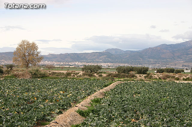 La Confederacin Hidrogrfica del Segura limpia y adecua la mota del ro Guadalentn - 3