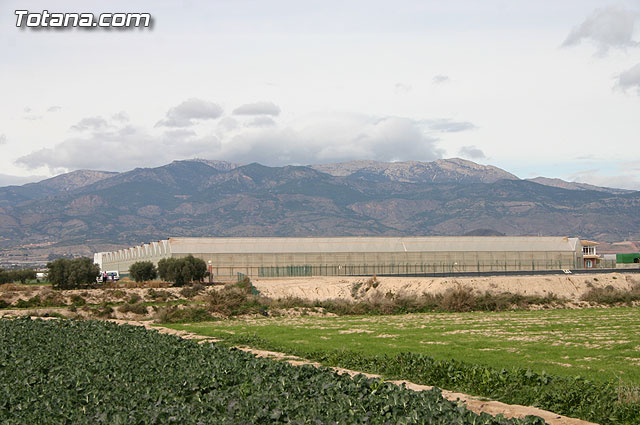 La Confederacin Hidrogrfica del Segura limpia y adecua la mota del ro Guadalentn - 4
