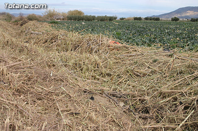 La Confederacin Hidrogrfica del Segura limpia y adecua la mota del ro Guadalentn - 7