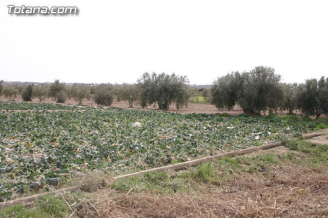 La Confederacin Hidrogrfica del Segura limpia y adecua la mota del ro Guadalentn - 8