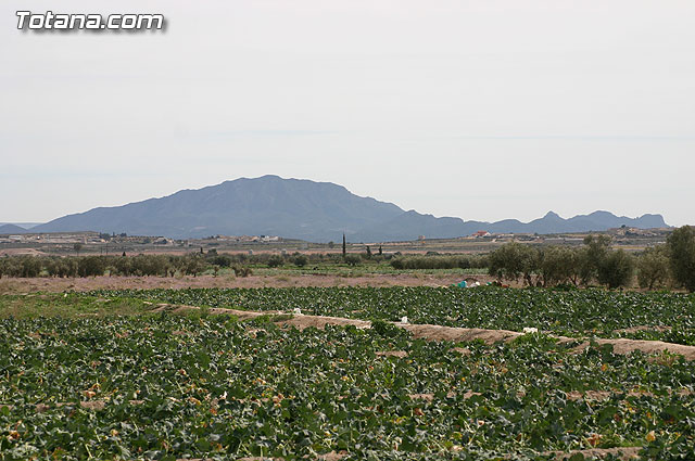 La Confederacin Hidrogrfica del Segura limpia y adecua la mota del ro Guadalentn - 20
