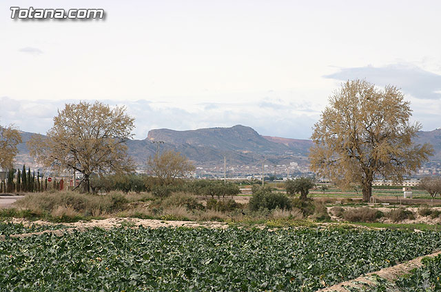 La Confederacin Hidrogrfica del Segura limpia y adecua la mota del ro Guadalentn - 26