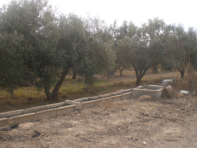 El Pleno instará a las administraciones regional y central a que apoyen a los productores de oliva, Foto 1