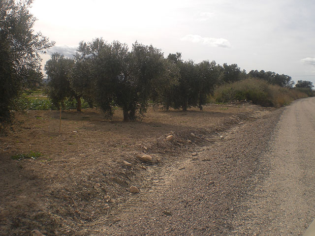 El Pleno instará a las administraciones regional y central a que apoyen a los productores de oliva, Foto 2