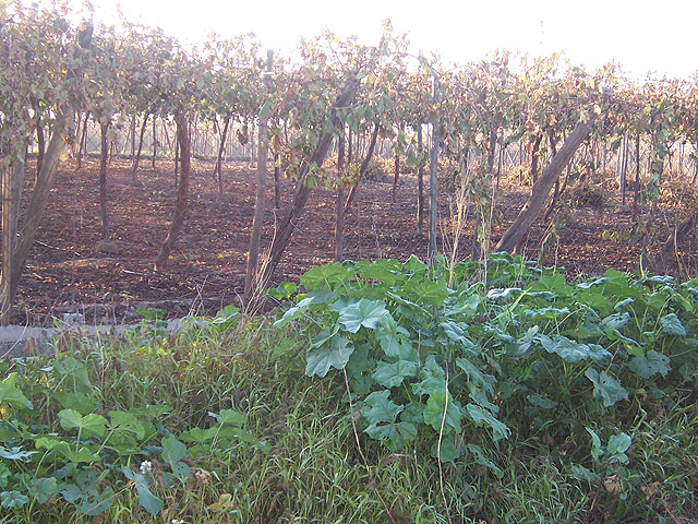 El concejal de Agricultura informa del reparto gratuito de difusores para el control de la polilla del racimo, Foto 1