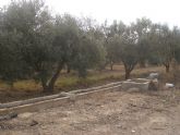 El Pleno instar a las administraciones regional y central a que apoyen a los productores de oliva