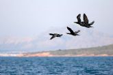 Agricultura constata el aumento de aves acuticas nidificantes en los humedales del Mar Menor