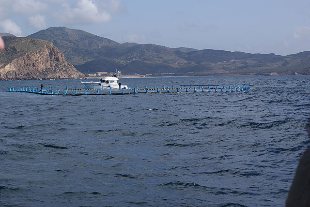 En cumplimiento de las cuotas de pesca, se libera por vez primera el exceso de atún rojo enjaulado en la Región de Murcia - 1, Foto 1