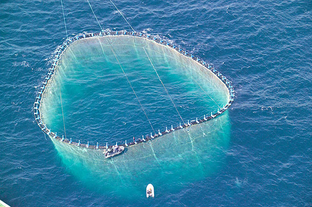 En cumplimiento de las cuotas de pesca, se libera por vez primera el exceso de atún rojo enjaulado en la Región de Murcia - 4, Foto 4
