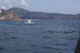 En cumplimiento de las cuotas de pesca, se libera por vez primera el exceso de atún rojo enjaulado en la Región de Murcia