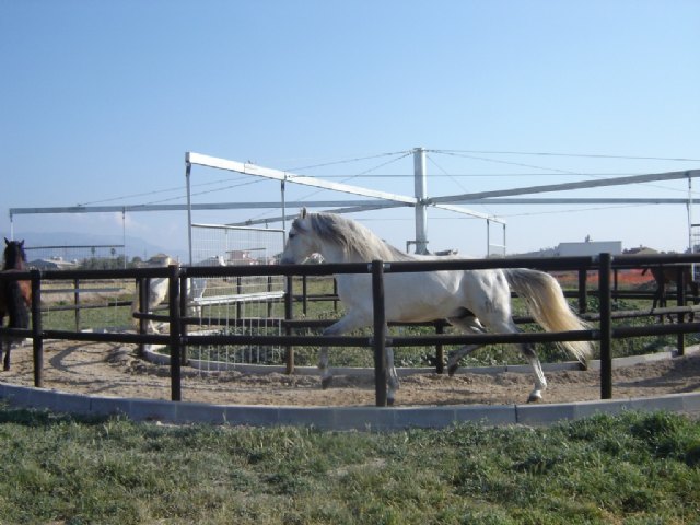 En 2009 se mantendrá el número de inseminaciones para la reproducción equina - 1, Foto 1