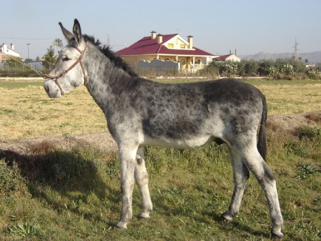En 2009 se mantendrá el número de inseminaciones para la reproducción equina - 2, Foto 2