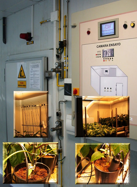 Agricultura estudia nuevas metodologías de selección vegetal frente al cambio climático - 1, Foto 1