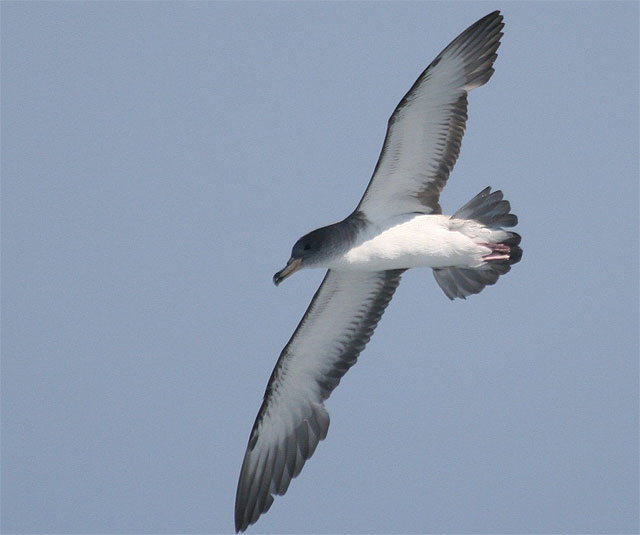Taller de Naturaleza en la Universidad Popular - 1, Foto 1