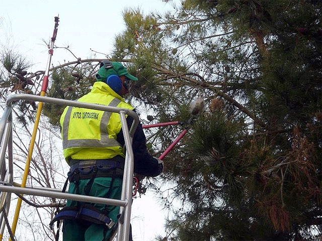 Parques y Jardines combate la plaga de procesionaria en los pinos - 1, Foto 1