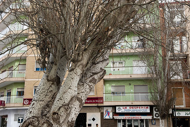 Parques y Jardines sustituirá los chopos de Ángel Bruna por ficus de bola - 3, Foto 3