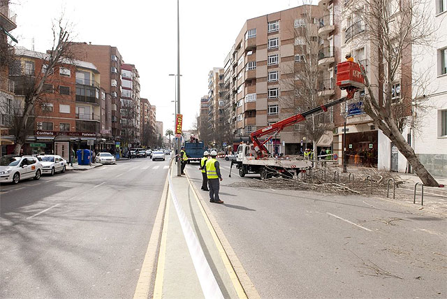 Parques y Jardines sustituye los chopos de Ángel Bruna por ficus de bola - 3, Foto 3