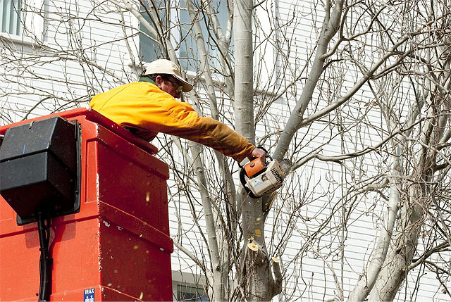 Parques y Jardines sustituye los chopos de Ángel Bruna por ficus de bola - 4, Foto 4