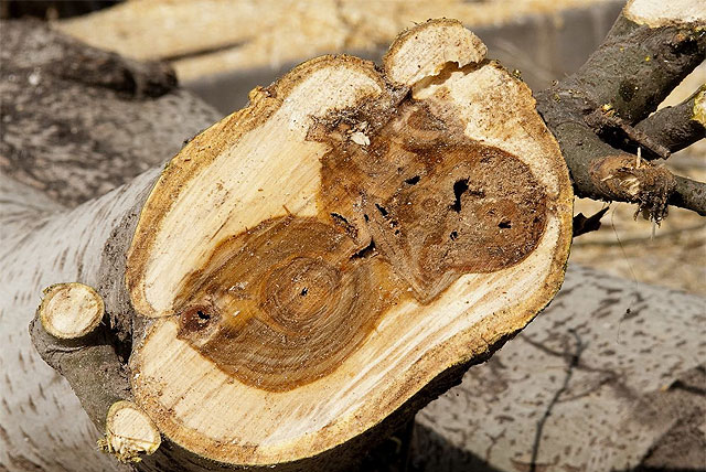 Parques y Jardines sustituye los chopos de Ángel Bruna por ficus de bola - 5, Foto 5