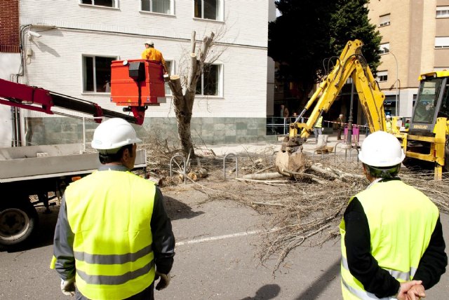 Nuevos cortes de tráfico en Ángel Bruna por la tala de árboles - 1, Foto 1