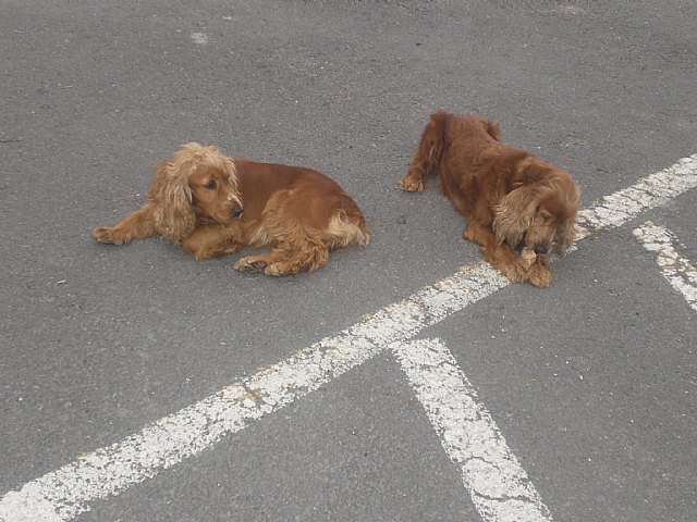 El Centro de Recogida y Adopción de Animales de Compañía, CERECO, recogió en Totana durante año pasado 235 animales, Foto 1